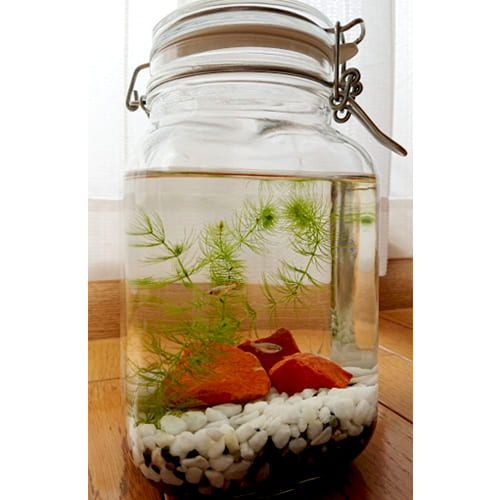 カフェ けん引 ブランド名 ウォーター サーバー アクアリウム Best Homepage Jp