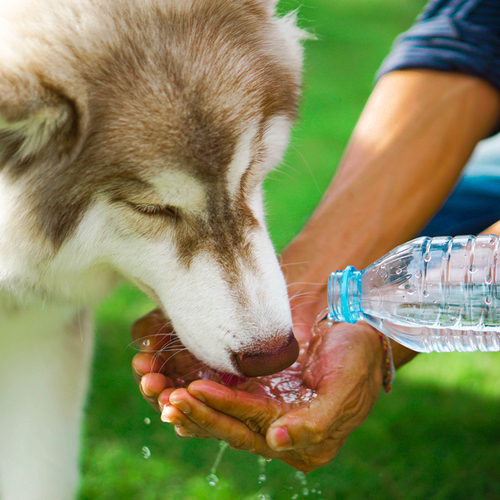 犬にミネラルウォーターを与えても大丈夫 水道水のほうがいい 安心 安全な富士山麓の天然水を使用したウォーターサーバー 宅配水 ウォーターサーバー のうるのん 公式